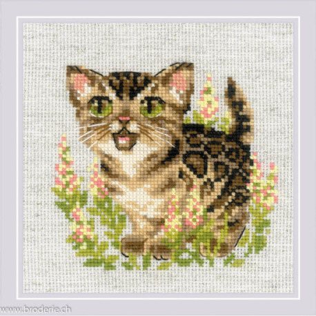 Riolis, kit Bengal Kitten (RI2119)