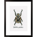 Vervaco, kit Coléoptère Goliath (PN0165400)