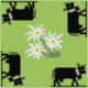 ClBroderie, tapis de carte Vaches noires et Edelweiss (TDC09)