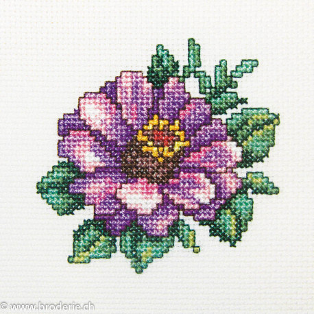 RTO, kit "Zinnia" (RTOH248)