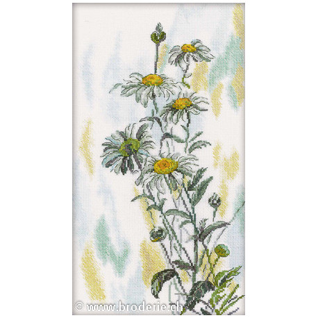 RTO, kit bouquet de Tender Daisies (RTOM261)