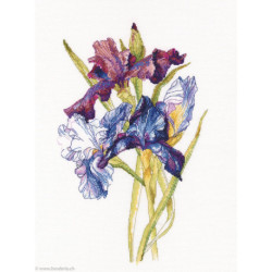 RTO, kit Irises Rainbow (RTOM580)
