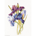 RTO, kit Irises Rainbow (RTOM580)