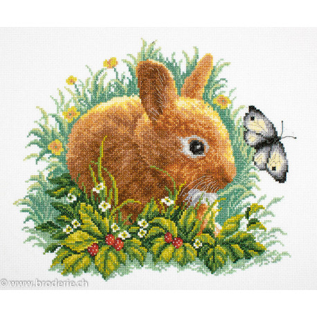 RTO, kit Rabbit and Butterfly (RTOM323)