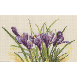 RTO, kit Spring crocuses (RTOM584)