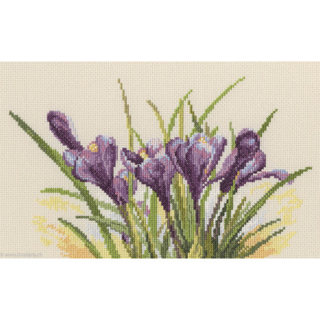 RTO, kit Spring crocuses (RTOM584)