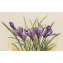 RTO, kit Spring crocuses (RTOM584)