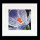 Thea Gouverneur, kit Crocus (G0487)