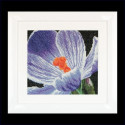 Thea Gouverneur, kit Crocus (G0487)